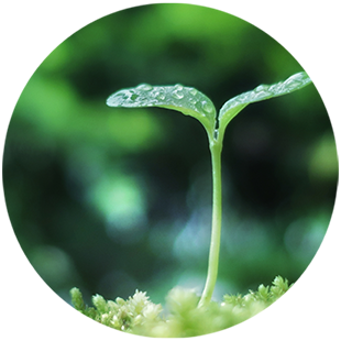 イオカビューティショップ　水滴をまとうふたば